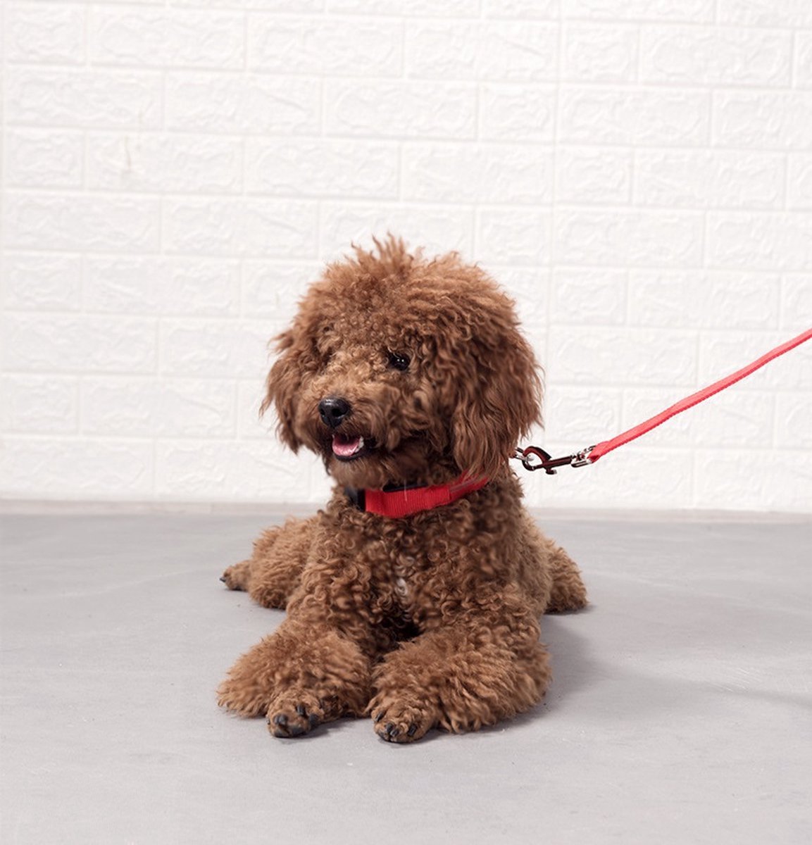 chtgevende Halsband LED Maat L 41 - 52 cm USB Oplaadbaar Hondenhalsband Puppy Riem