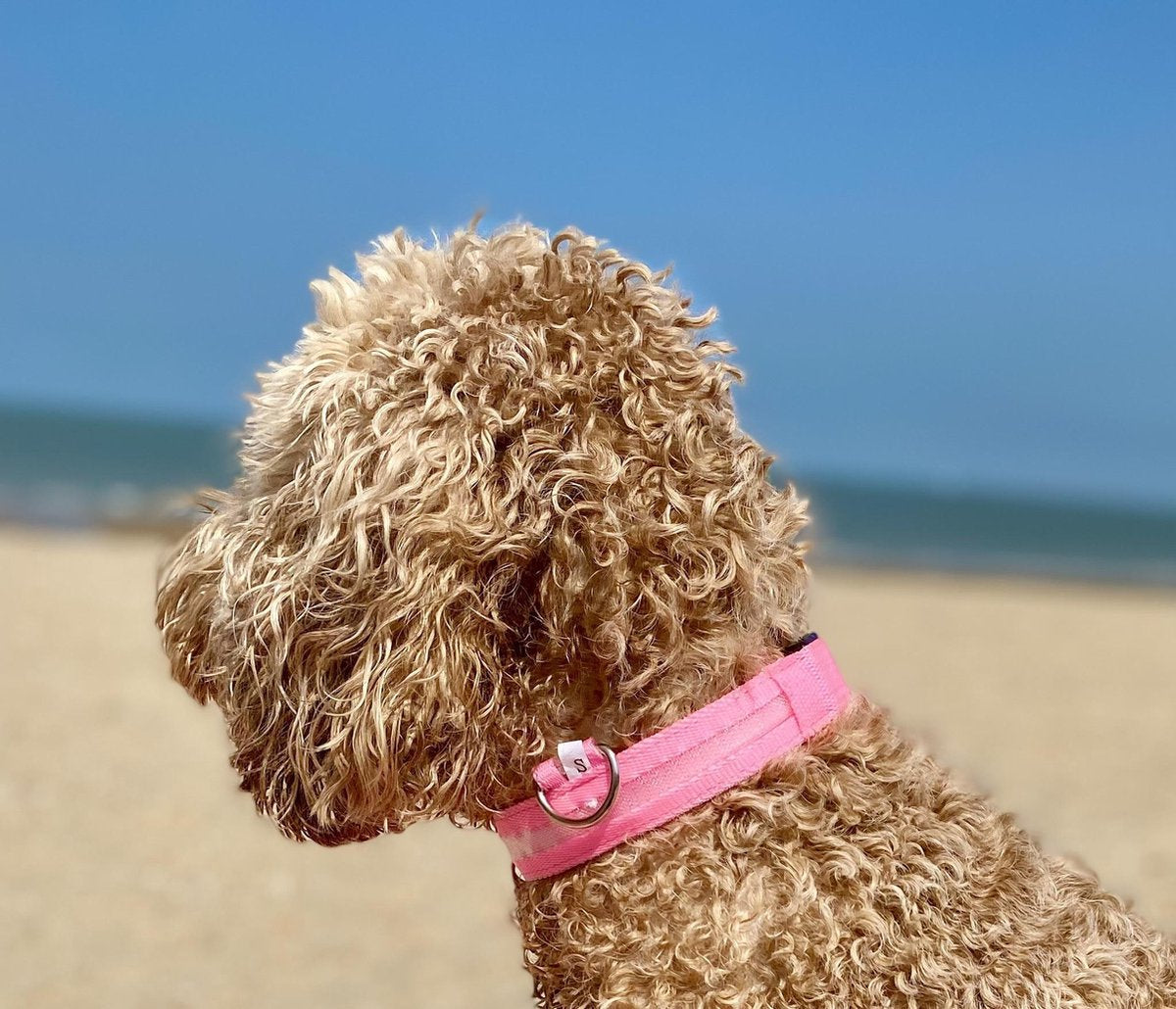 Lichtgevende Halsband LED - USB Oplaadbaar Hondenhalsband Puppy Riem - Zwart Hond Dog Kat Kitten Cat - Dutchwide