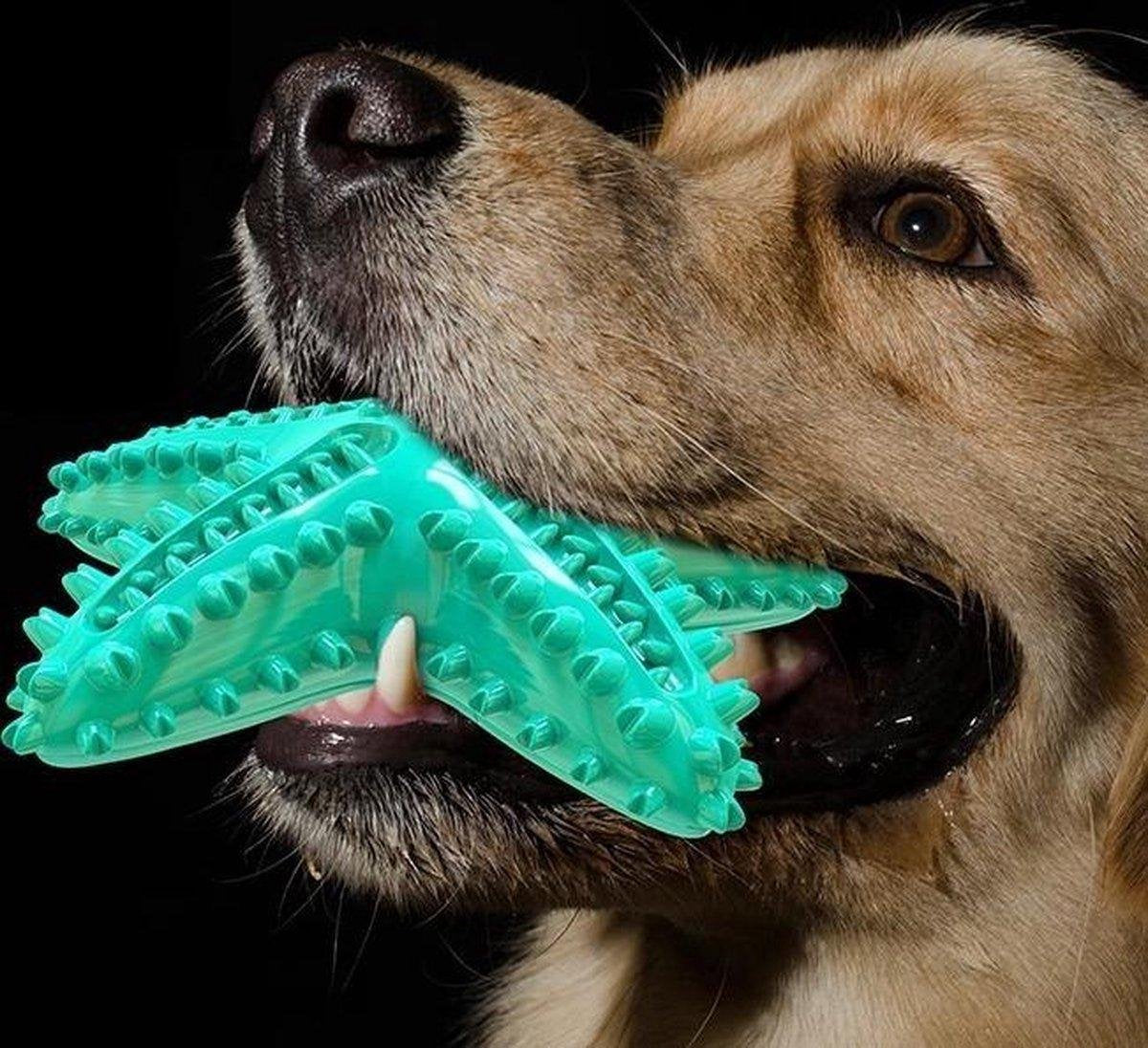 Tandenborstel + TANDPASTA Hond Piep Honden Speelgoed Dog Toy - Zeester Blauw Tandverzorging Kauwbotten Hondenspeelgoed Hondenbot Kauwstaaf Tanden Puppy Hondenspeeltje Sterk Kauwspeelgoed - Dutchwide