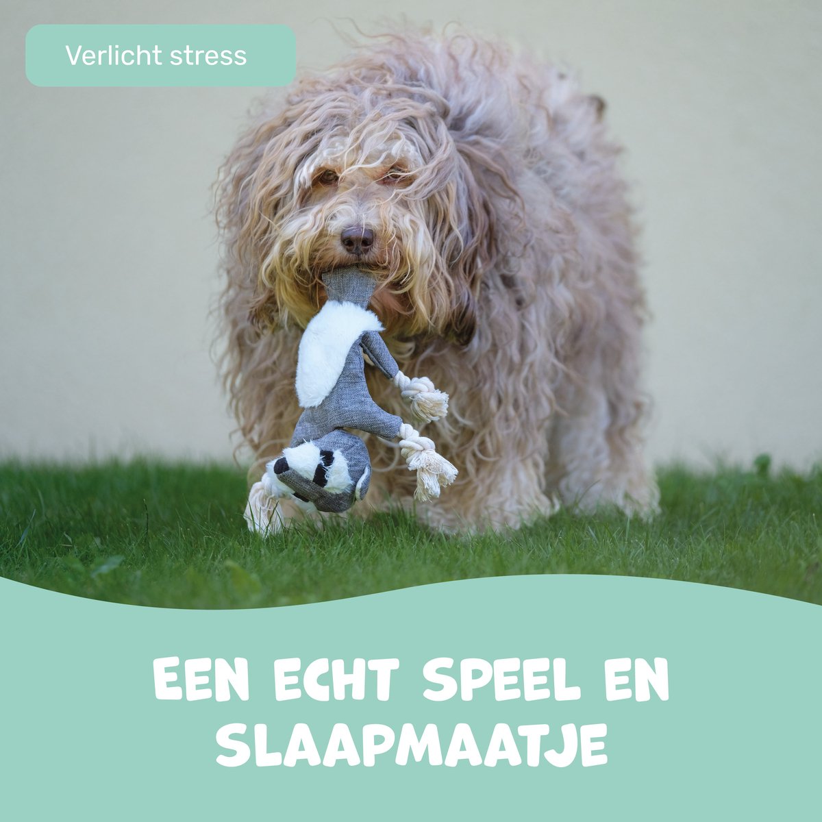Dutchwide Hondenspeeltje - Wasbeer - Met Kraak en Piep - Honden - Speelgoed - Knuffel - Intelligentie - Tennisbal - Dog Toy - Hond - Speeltjes