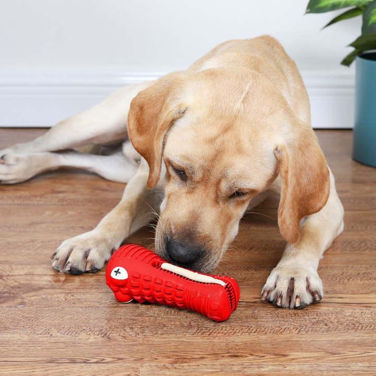 Dutchwide Kroki Tandverzorging - Incl. Tandpasta - Honden - Tandenborstel - Gebitsverzorging - Hond - Speelgoed - Tandsteen verwijderaar - Tandpasta - Mondwater hond