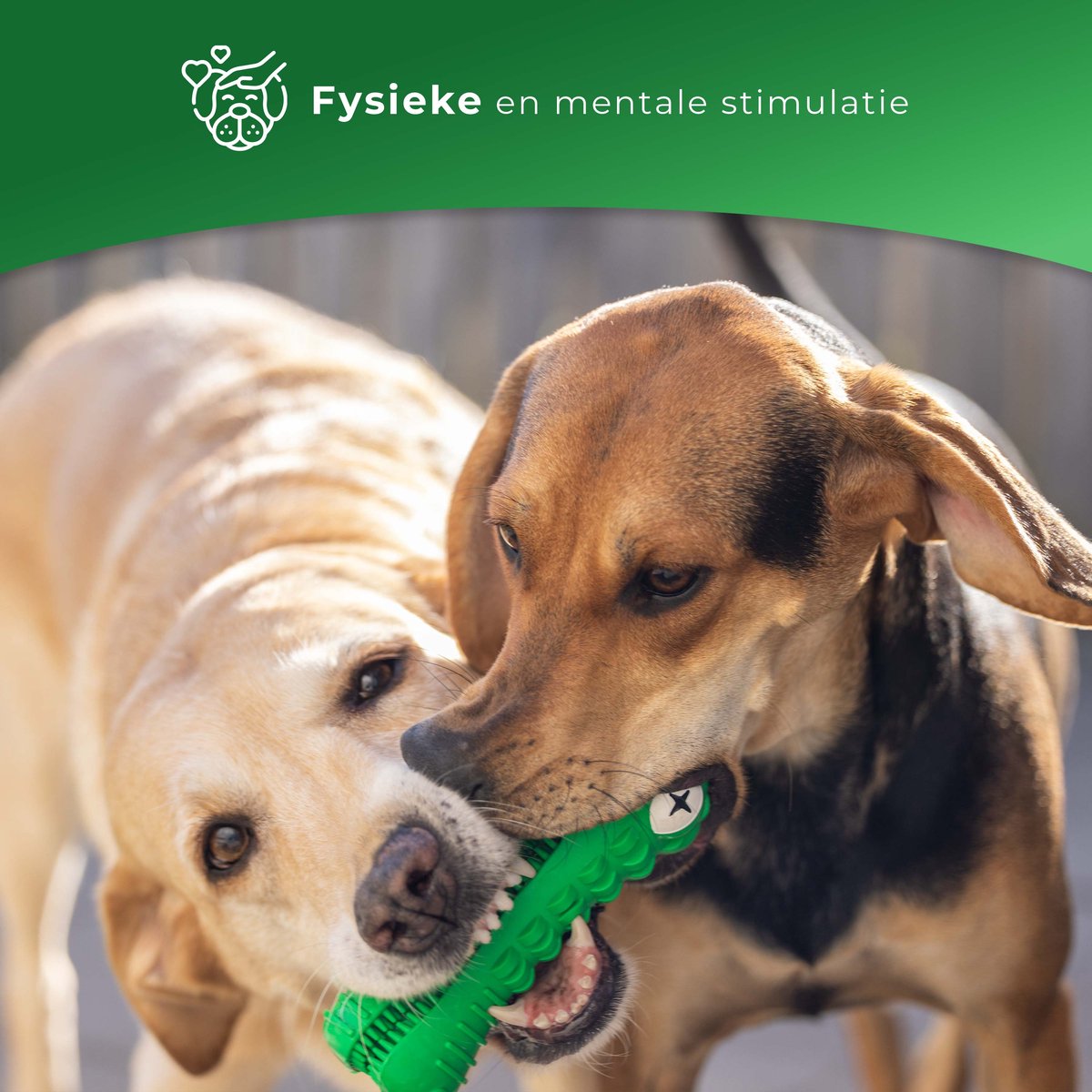 Dutchwide Kroki Tandverzorging - Incl. Tandpasta - Honden - Tandenborstel - Gebitsverzorging - Hond - Speelgoed - Tandsteen verwijderaar - Tandpasta - Mondwater hond