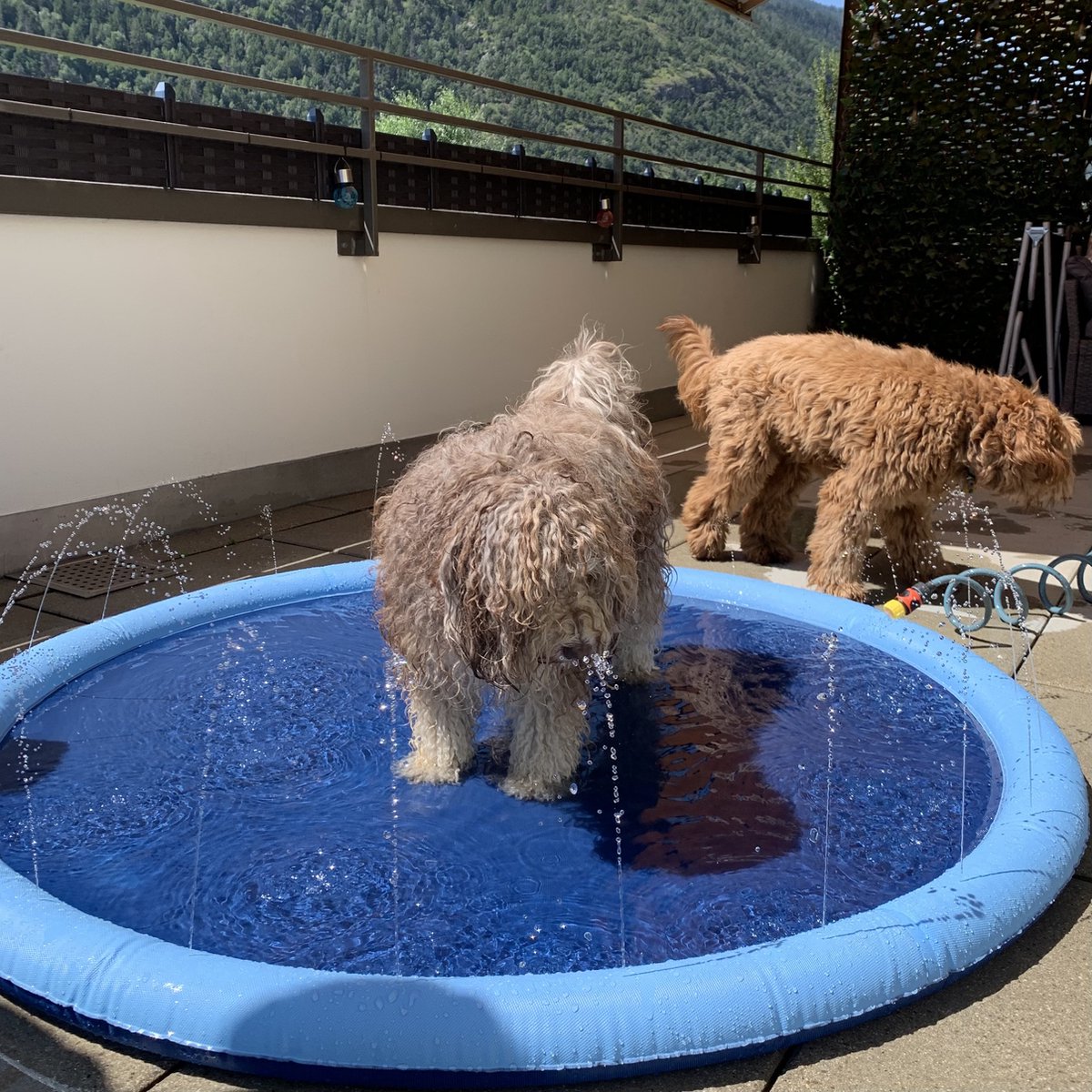 Dutchwide Ø 100cm Hondenzwembad - Met Sproeiers - Anti slip - Hondendouche - Honden - Bad - Water - Speelgoed - Fontein - Buiten - Hond - Zwembad - Hondenbad