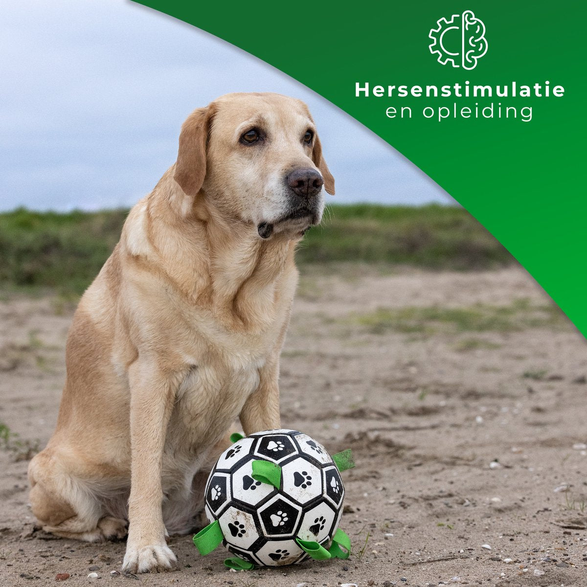 Honden Speelgoed Bal Voetbal Extra Sterk Met Handvaten Ball Hondenbal - 18 cm - Dutchwide
