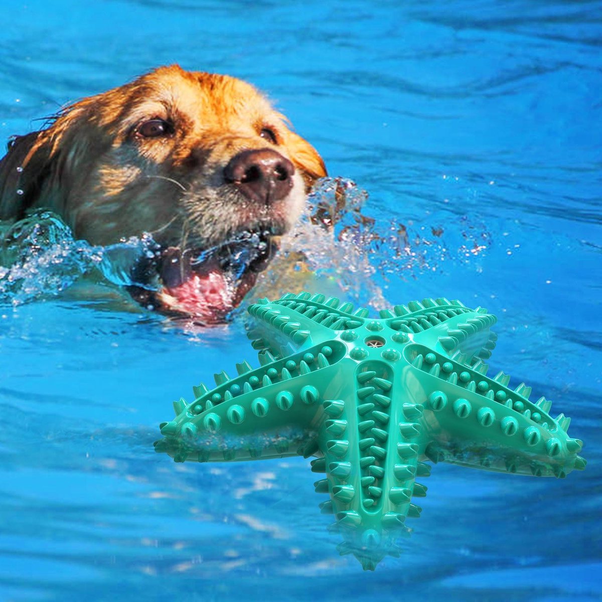 Tandenborstel + TANDPASTA Hond Piep Honden Speelgoed Dog Toy - Zeester Blauw Tandverzorging Kauwbotten Hondenspeelgoed Hondenbot Kauwstaaf Tanden Puppy Hondenspeeltje Sterk Kauwspeelgoed - Dutchwide