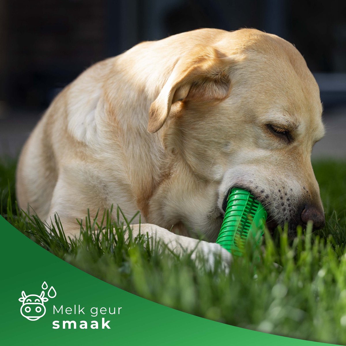 Tandenborstel Gebitsreiniging Hond Melk Geur Smaak en Piep Krokodil - Groen - Dutchwide