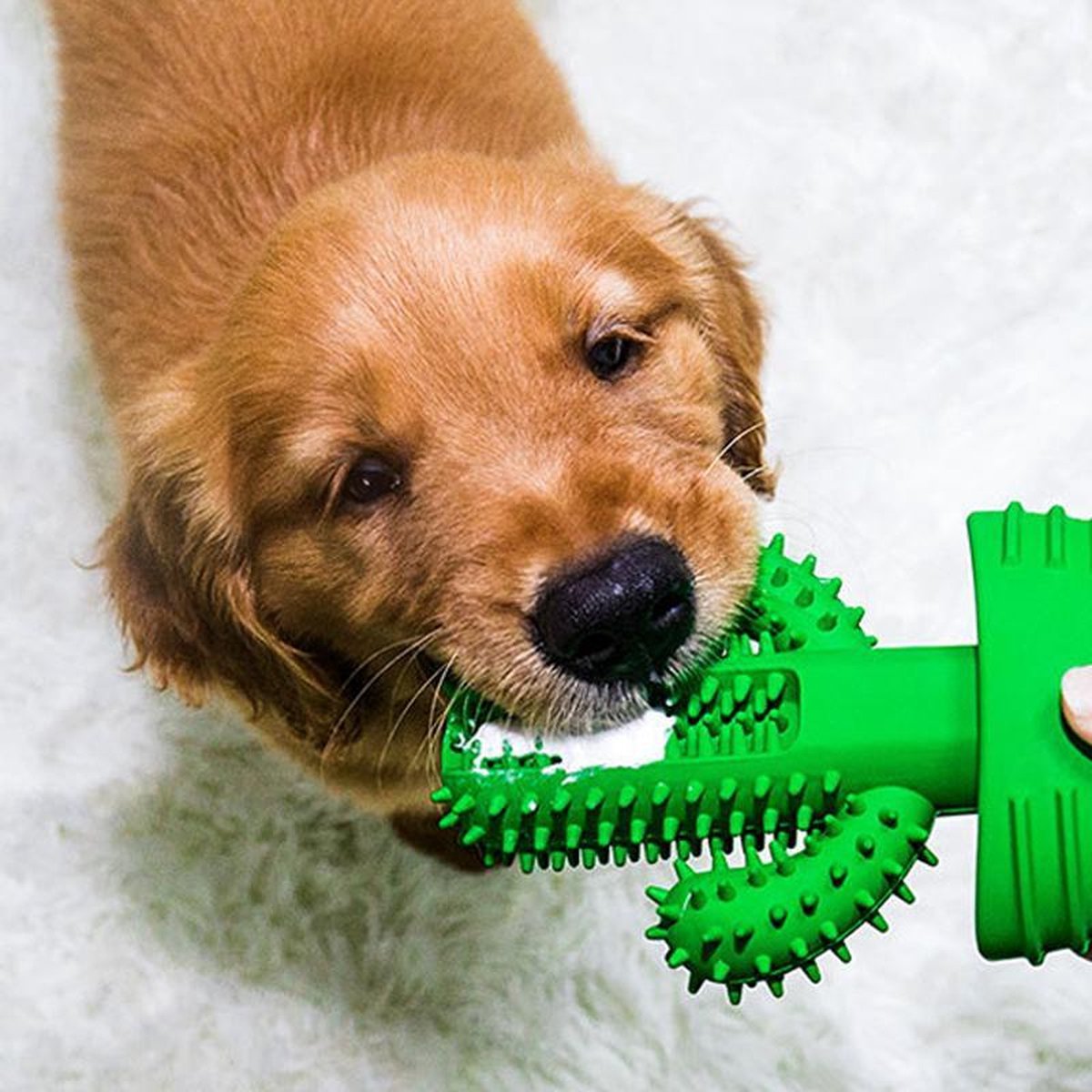 Tandenborstel Hond Melk Geur Smaak en Piep Honden Speelgoed Dog Toy - Cactus Kauwbotten Tandverzorging Hondenspeelgoed Hondenbot Kauwstaaf Tanden Puppy Hondenspeeltje Sterk Kauwspeelgoed - Dutchwide