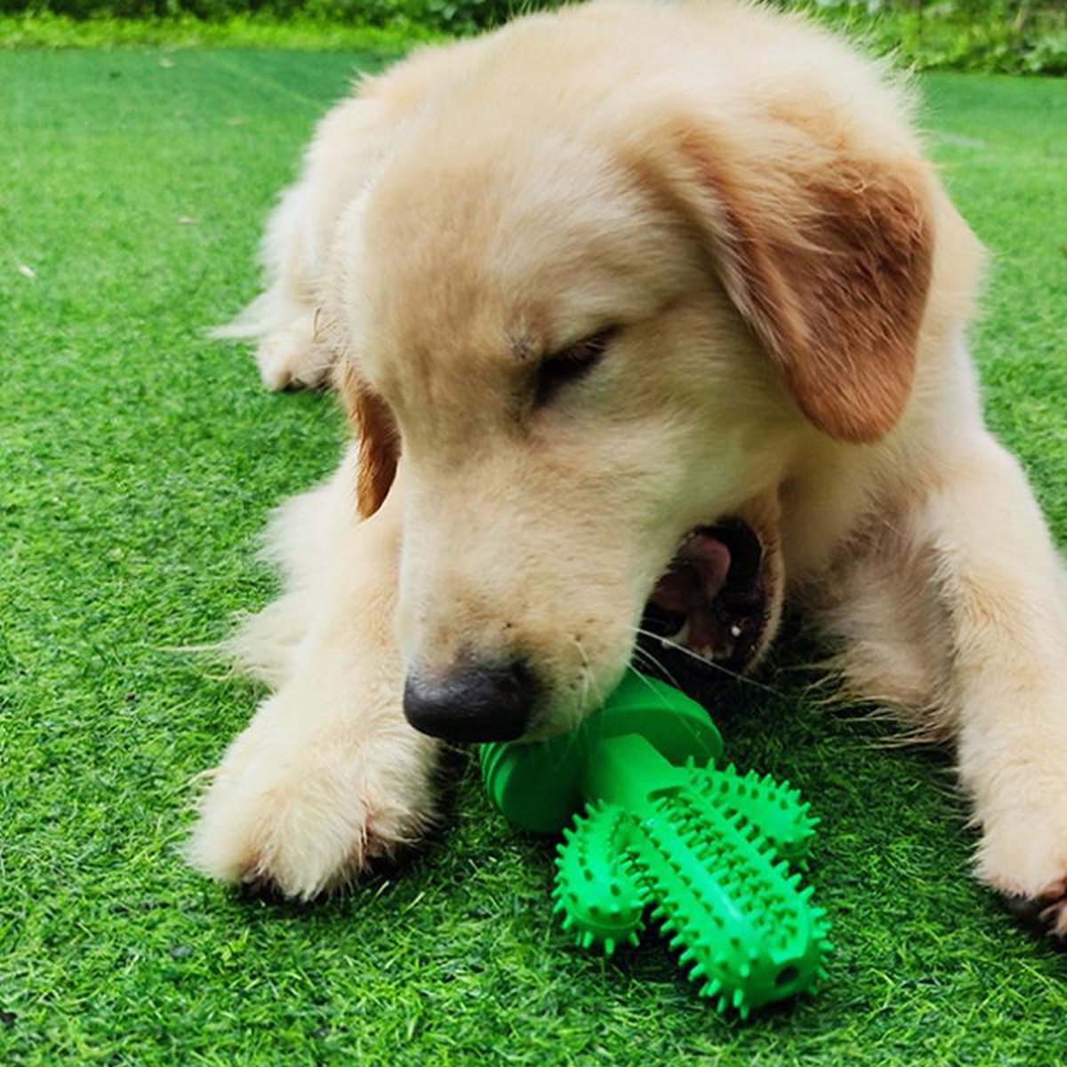 Tandenborstel Hond Melk Geur Smaak en Piep Honden Speelgoed Dog Toy - Cactus Kauwbotten Tandverzorging Hondenspeelgoed Hondenbot Kauwstaaf Tanden Puppy Hondenspeeltje Sterk Kauwspeelgoed - Dutchwide