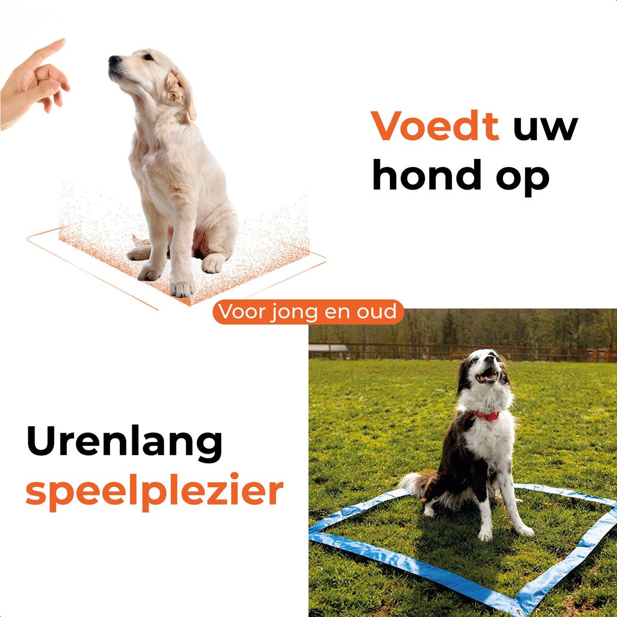 Complete agility set voor de hond