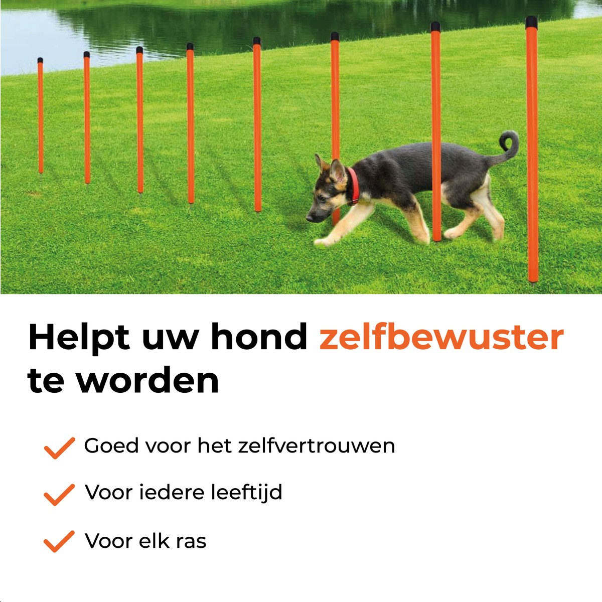 Complete agility set voor de hond