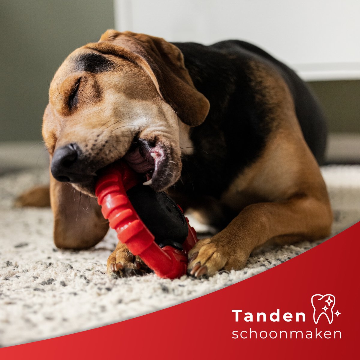 Dutchwide - Kauwbot Stuurwiel - Met Piep - Onverwoestbaar - Melk Geur Smaak - Honden Speelgoed - Tandverzorging - Kauwspeelgoed - Bot - Hond