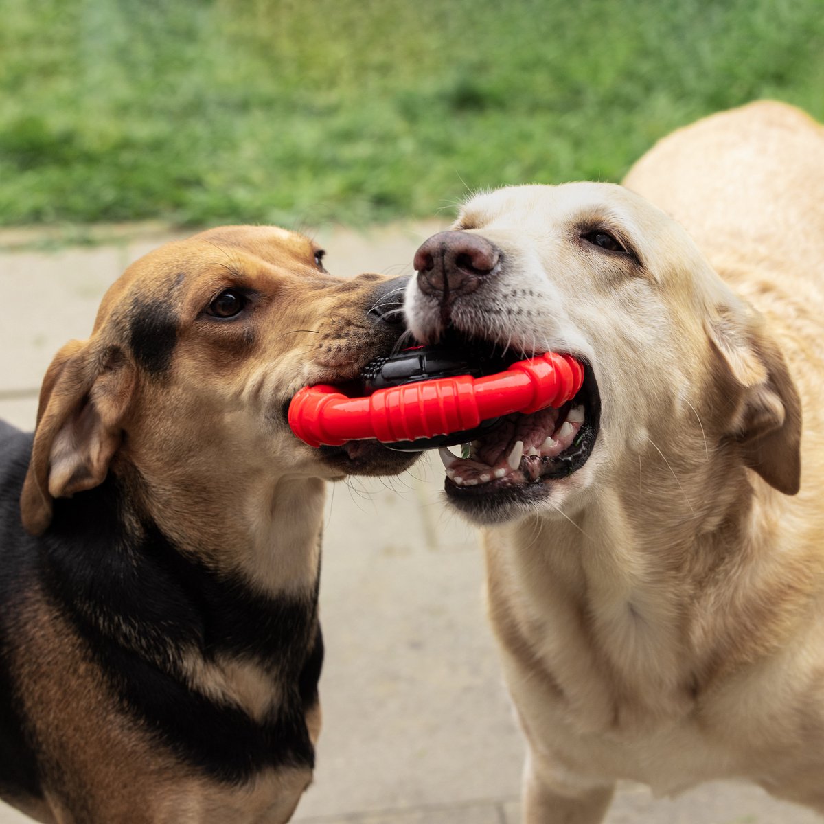 Dutchwide - Kauwbot Stuurwiel - Met Piep - Onverwoestbaar - Melk Geur Smaak - Honden Speelgoed - Tandverzorging - Kauwspeelgoed - Bot - Hond