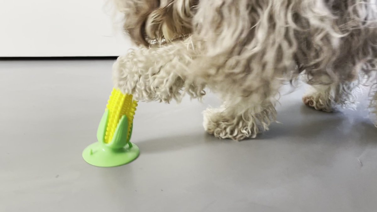 Dutchwide Tandverzorging - Honden - Tandenborstel - Gebitsverzorging - Hond - Speelgoed - Tandsteen verwijderaar - Tandpasta - Mondwater hond