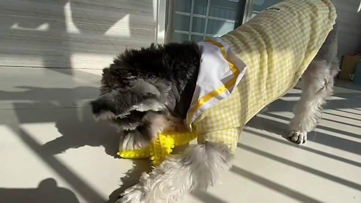Tandenborstel Hond Piep Honden Speelgoed Dog Toy Tandverzorging - Zeester Geel - Dutchwide