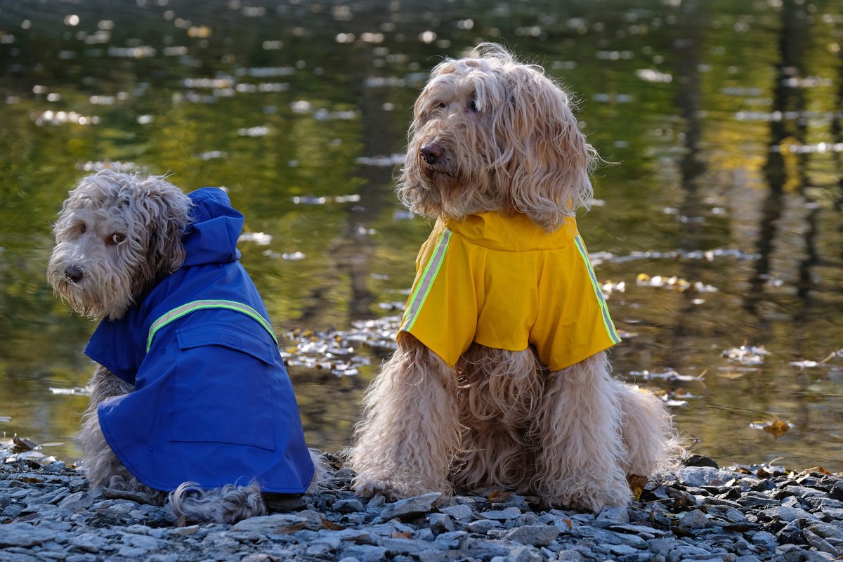 Dutchwide - Hondenjas - Regenjas Hond