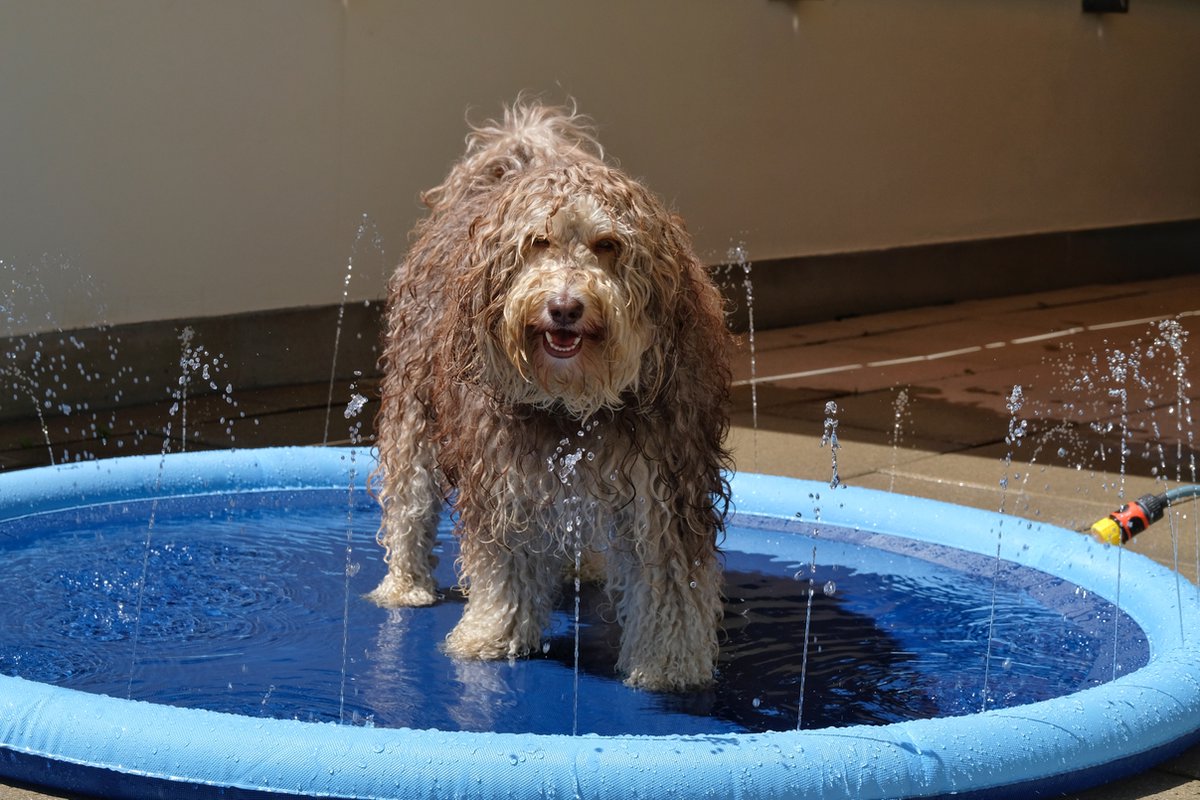 Dutchwide Ø 100cm Hondenzwembad - Met Sproeiers - Anti slip - Hondendouche - Honden - Bad - Water - Speelgoed - Fontein - Buiten - Hond - Zwembad - Hondenbad