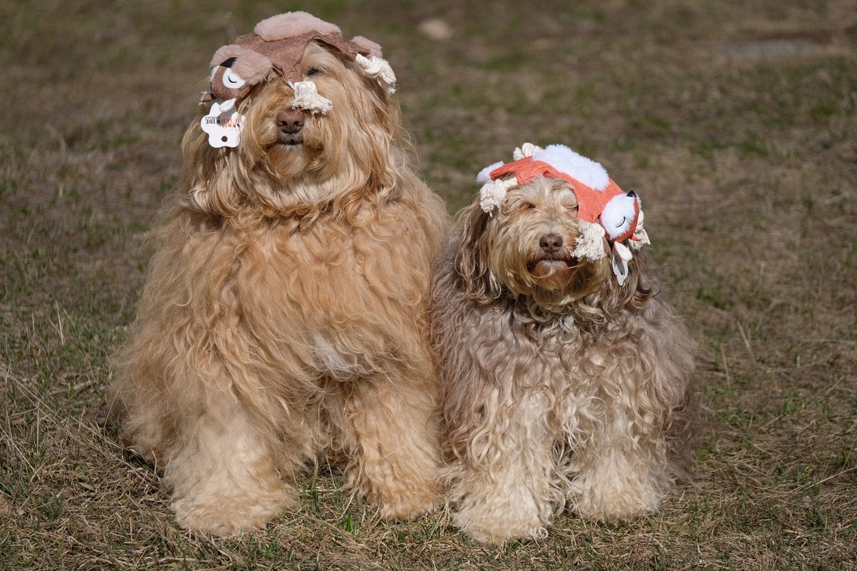 Dutchwide Hondenspeeltjes 3 Pack Met Kraak en Piep - Honden - Speelgoed - Knuffel - Intelligentie - Tennisbal - Dog Toy - Hond - Speeltjes