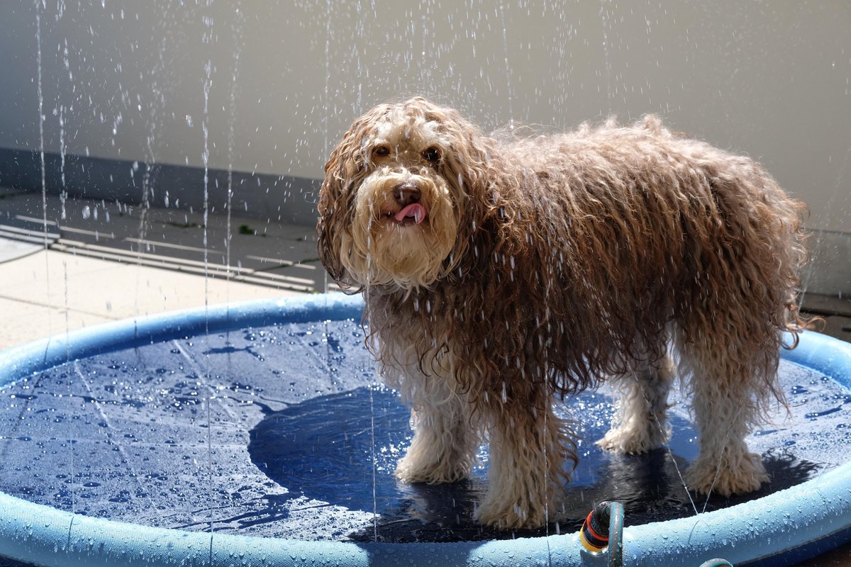 Dutchwide XL Hondenzwembad - Met Sproeiers - Anti slip - Incl. Cadeau - Hondendouche - Honden - Bad - Water - Speelgoed - Fontein - Buiten - Hond