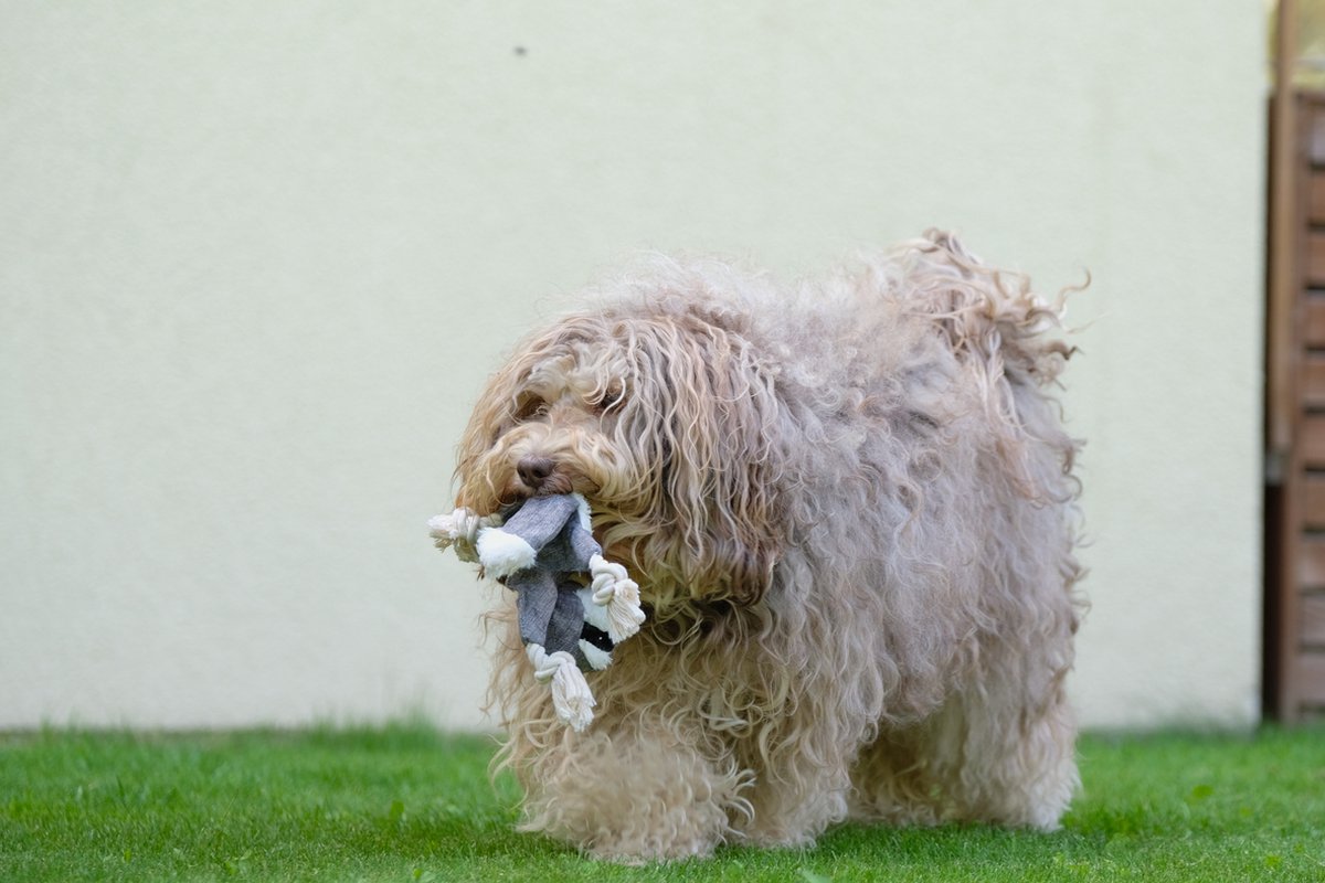 Dutchwide Hondenspeeltjes 3 Pack Met Kraak en Piep - Honden - Speelgoed - Knuffel - Intelligentie - Tennisbal - Dog Toy - Hond - Speeltjes
