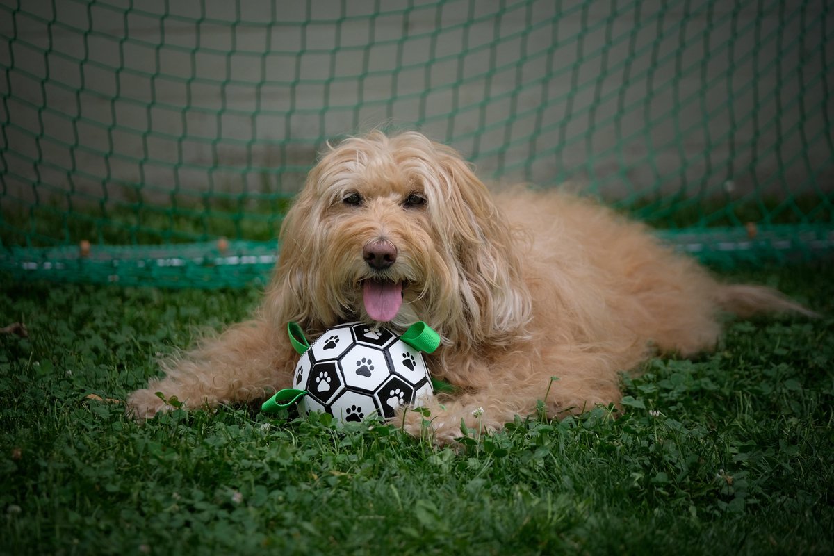 Honden Speelgoed Bal Voetbal Extra Sterk Met Handvaten Ball Hondenbal - 18 cm - Dutchwide