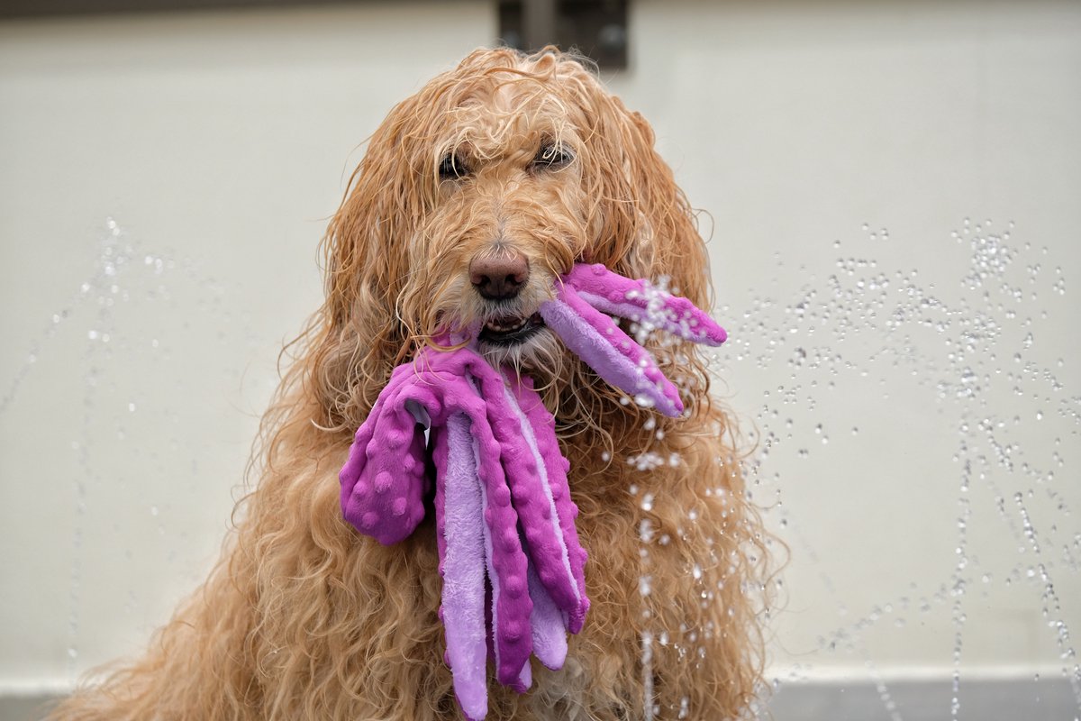 Honden Speelgoed Piep Kraak Pluche Hondenknuffel Octopus - Blauw - Dutchwide