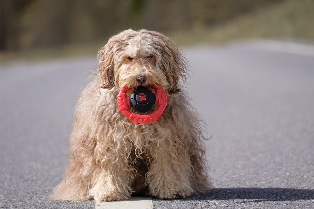 Kauwbot Stuurwiel - Met Piep - Onverwoestbaar - Melk Geur Smaak - Honden Speelgoed - Tandverzorging - Kauwspeelgoed - Bot - Hond