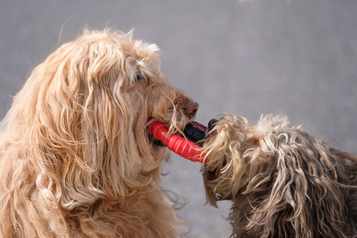 Kauwbot Stuurwiel - Met Piep - Onverwoestbaar - Melk Geur Smaak - Honden Speelgoed - Tandverzorging - Kauwspeelgoed - Bot - Hond