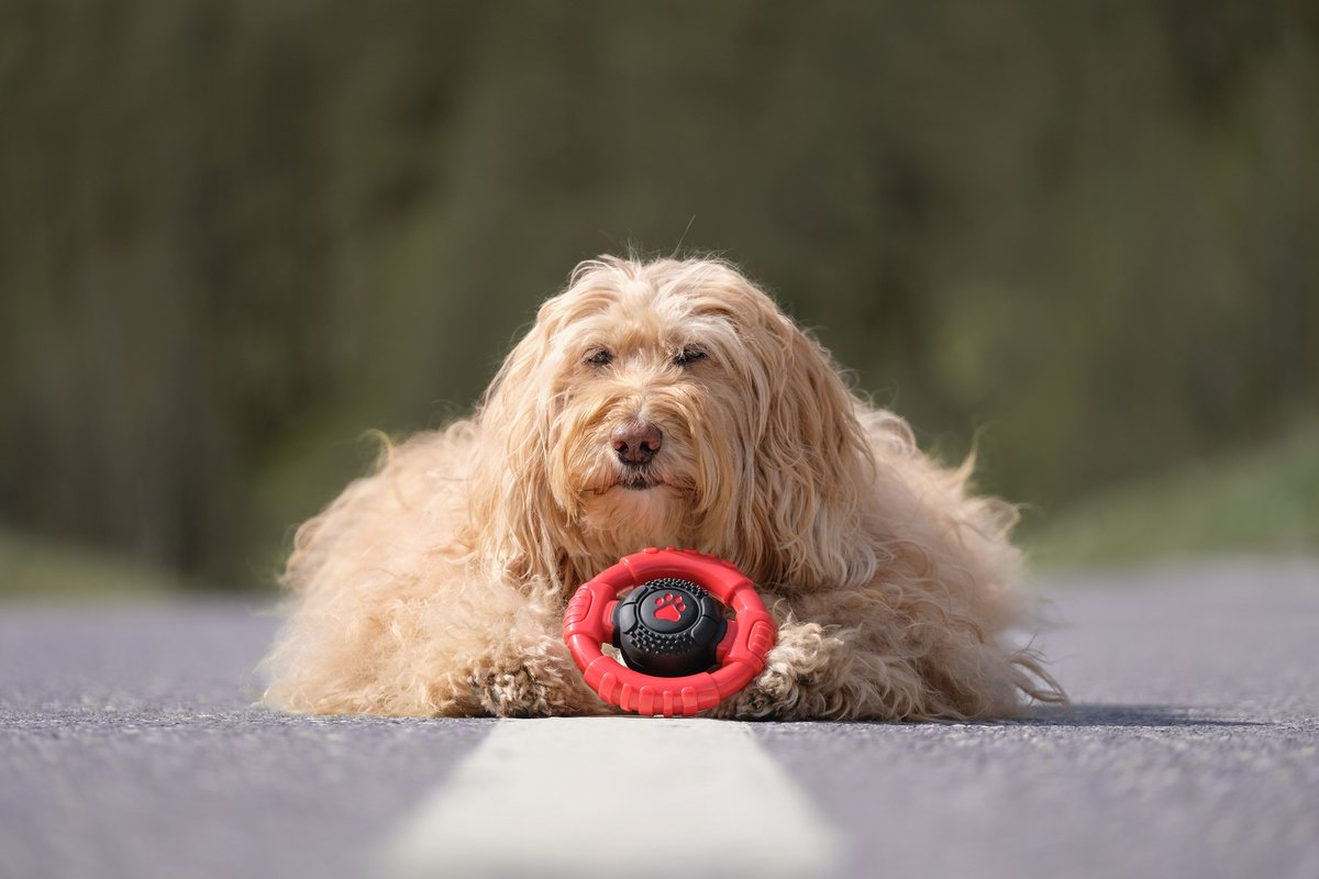 Kauwbot Stuurwiel - Met Piep - Onverwoestbaar - Melk Geur Smaak - Honden Speelgoed - Tandverzorging - Kauwspeelgoed - Bot - Hond