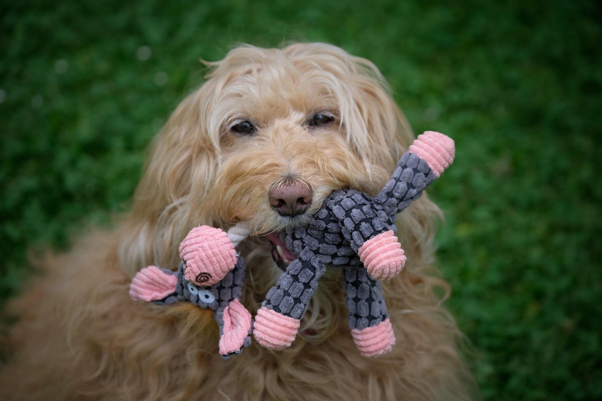 Pluche Hondenknuffels Ezel Hond Koe Met Piep Honden Speelgoed - Dutchwide