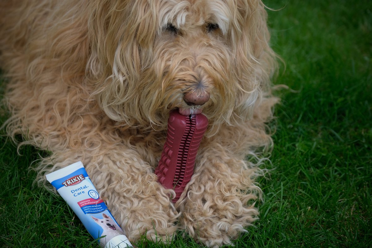 Tandenborstel (+TANDPASTA) Hond Melk Geur Smaak en Piep Honden Speelgoed - Krokodil Groen - Dutchwide