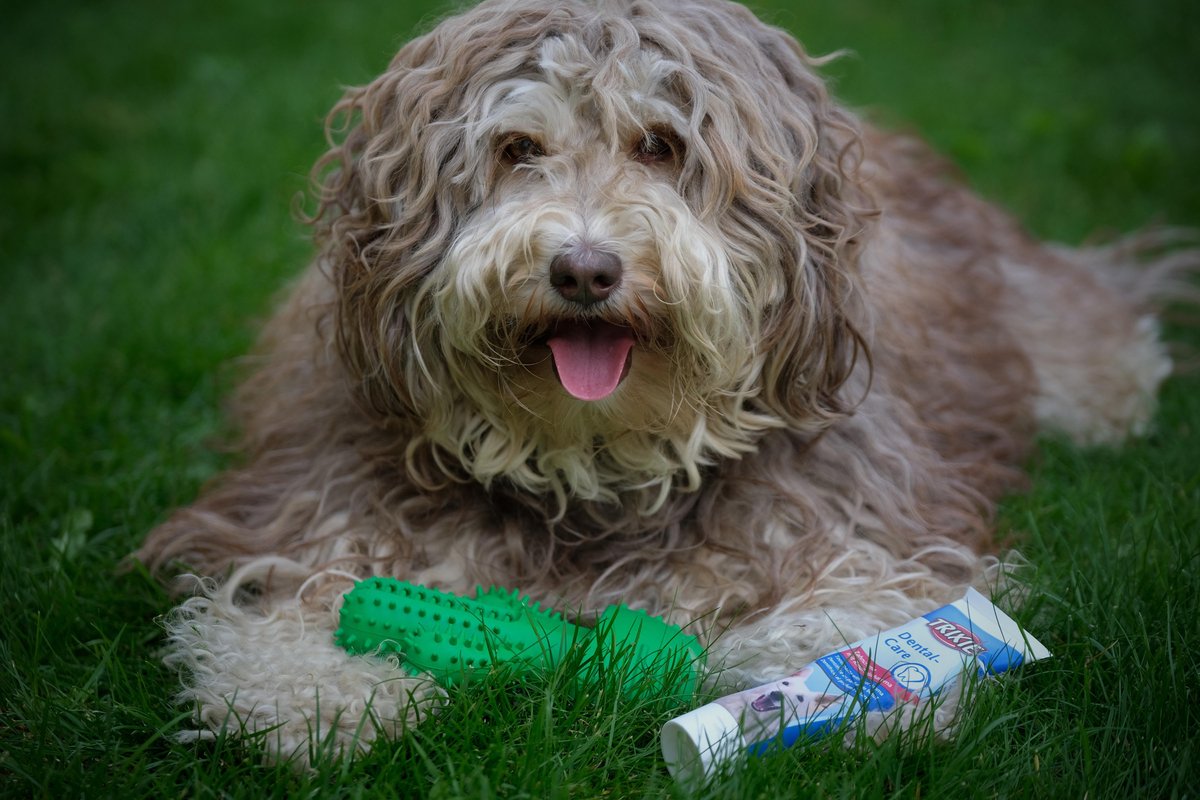 Tandenborstel Hond Melk Geur Smaak en Piep Honden Speelgoed Dog Toy - Cactus Kauwbotten Tandverzorging Hondenspeelgoed Hondenbot Kauwstaaf Tanden Puppy Hondenspeeltje Sterk Kauwspeelgoed - Dutchwide