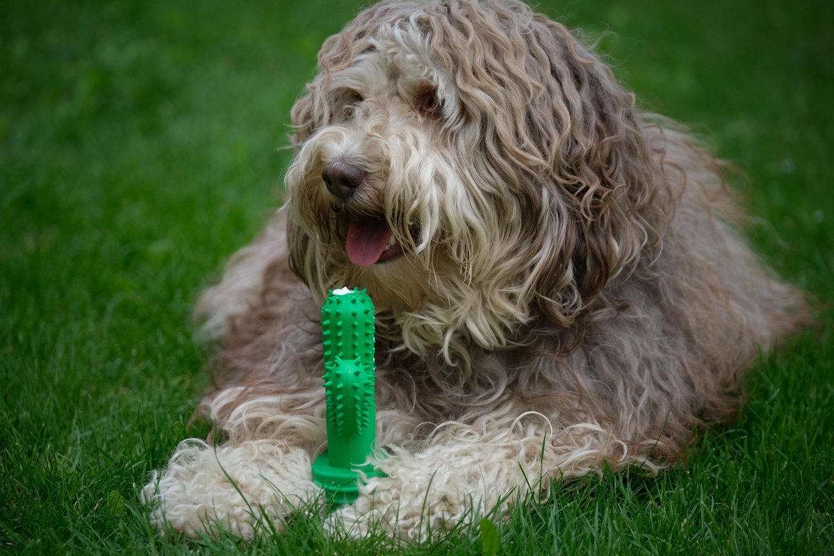 Tandenborstel Hond Melk Geur Smaak en Piep Honden Speelgoed Dog Toy - Cactus Kauwbotten Tandverzorging Hondenspeelgoed Hondenbot Kauwstaaf Tanden Puppy Hondenspeeltje Sterk Kauwspeelgoed - Dutchwide