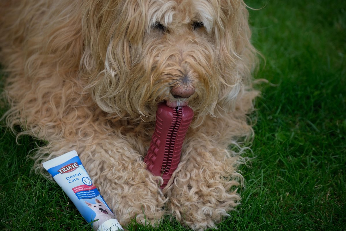 Dutchwide Kroki Tandverzorging - Incl. Tandpasta - Honden - Tandenborstel - Gebitsverzorging - Hond - Speelgoed - Tandsteen verwijderaar - Tandpasta - Mondwater hond