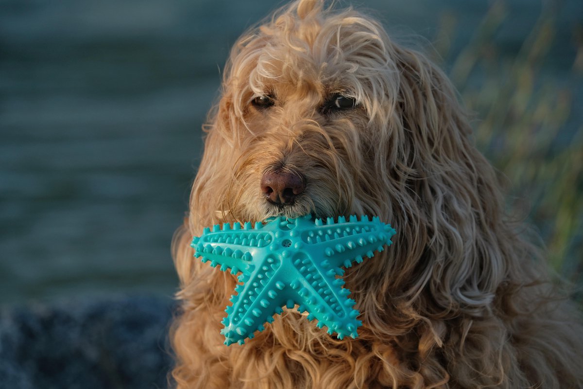 Tandenborstel Hond Piep Honden Speelgoed Dog Toy Tandverzorging - Zeester Geel - Dutchwide