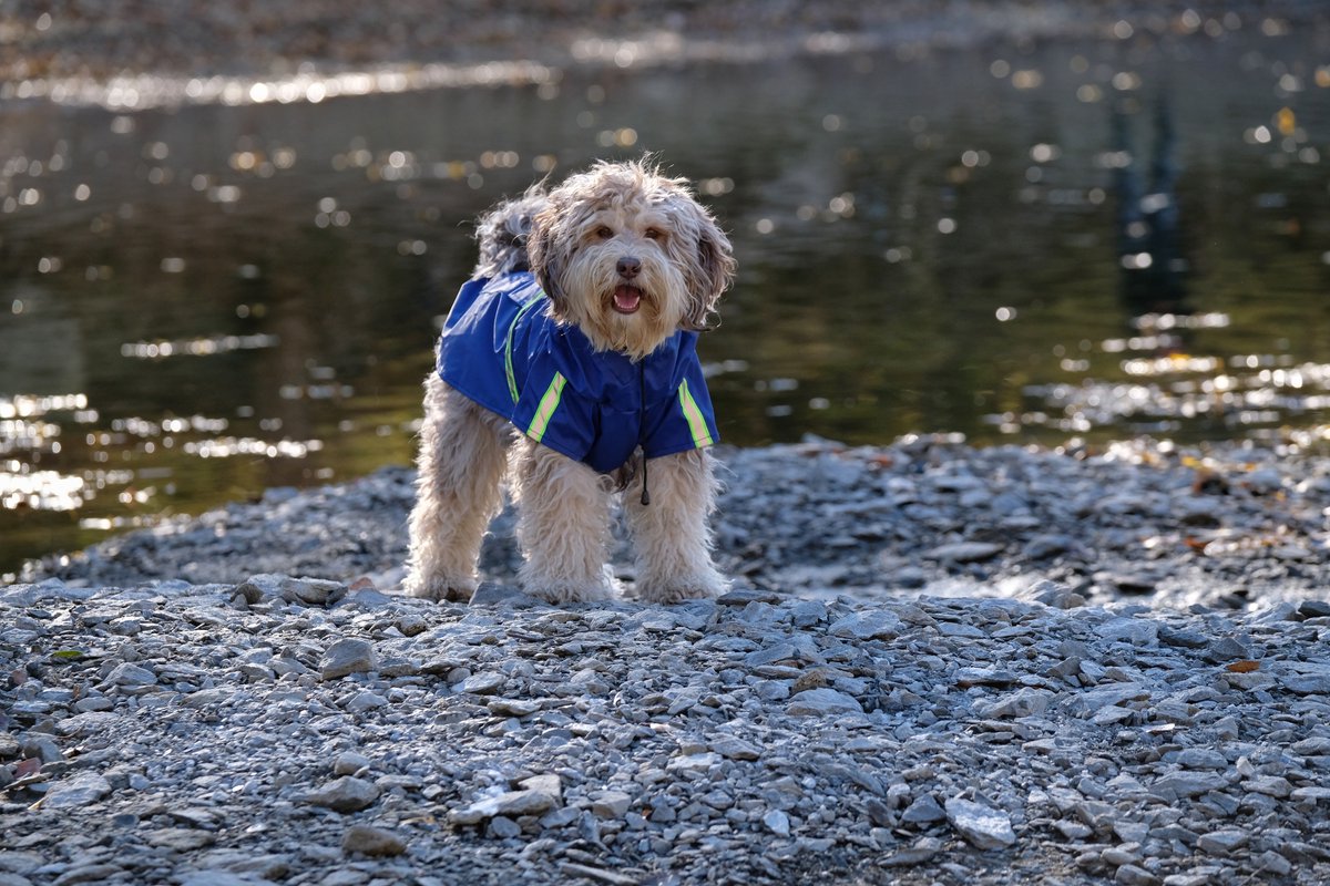 Dutchwide - Hondenjas - Regenjas Hond