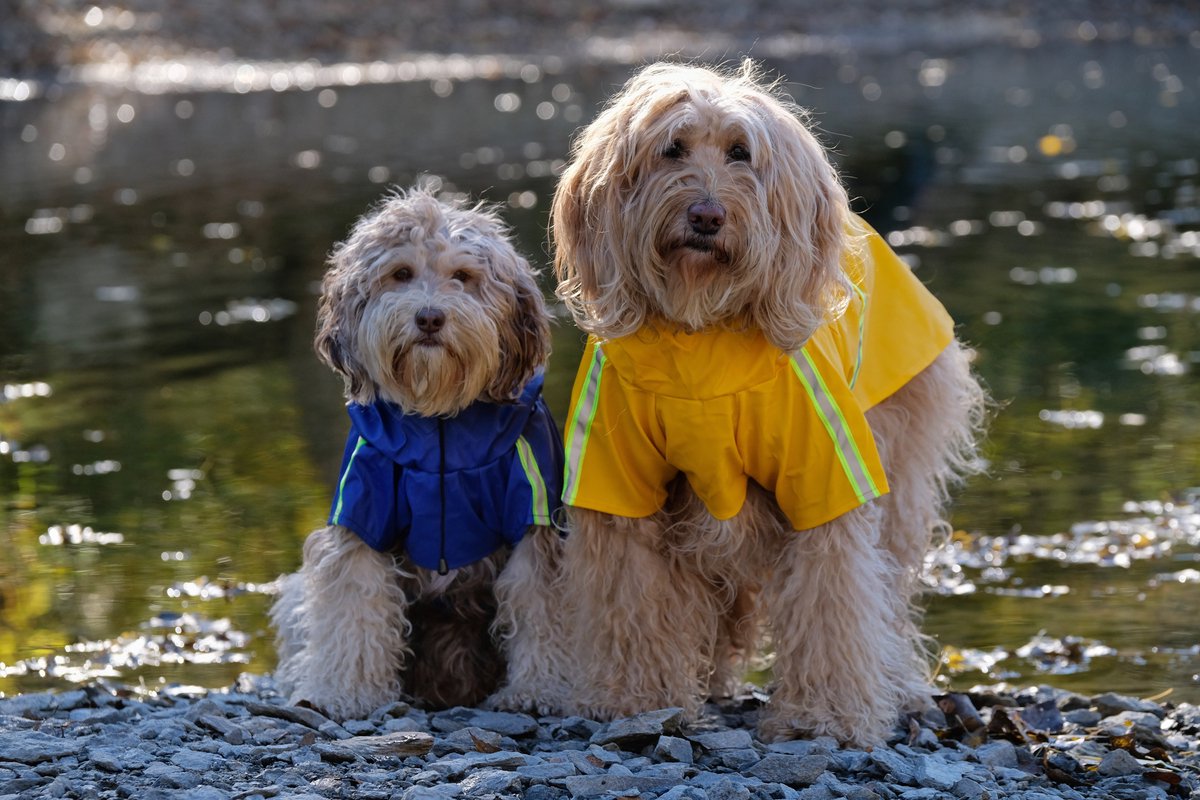 Dutchwide - Hondenjas - Regenjas Hond