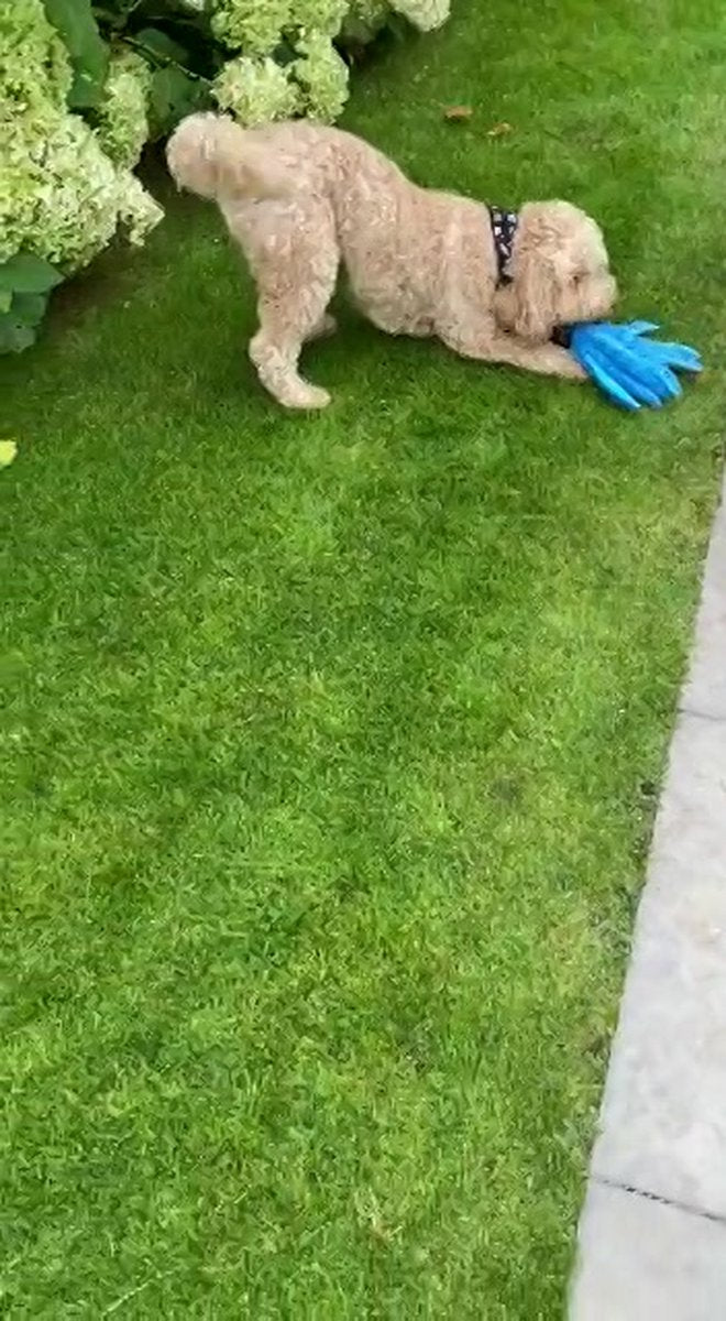 Honden Speelgoed Piep Kraak Pluche Hondenknuffel Octopus - Blauw - Dutchwide