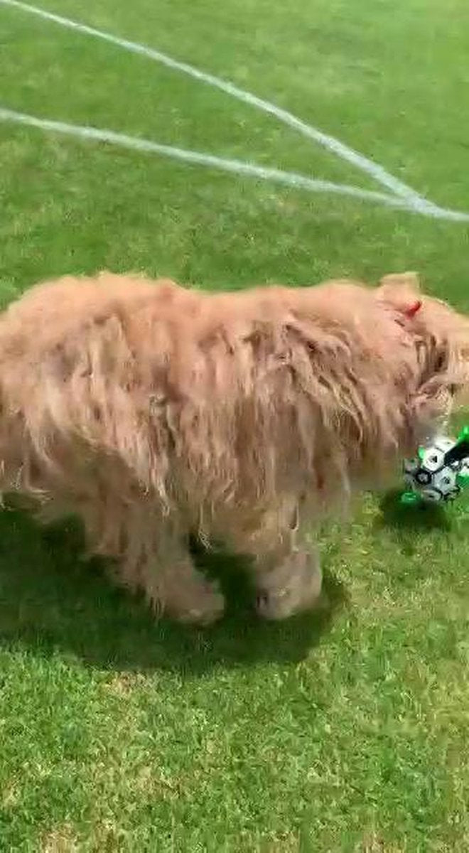 Honden Speelgoed Bal Voetbal Extra Sterk Met Handvaten Ball Hondenbal - 18 cm - Dutchwide