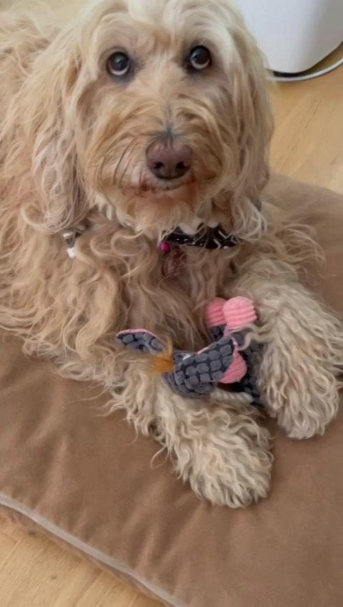 Dutchwide Pluche Knuffel voor Honden- Hondenspeelgoed - Hondje - Met piep - Bruin