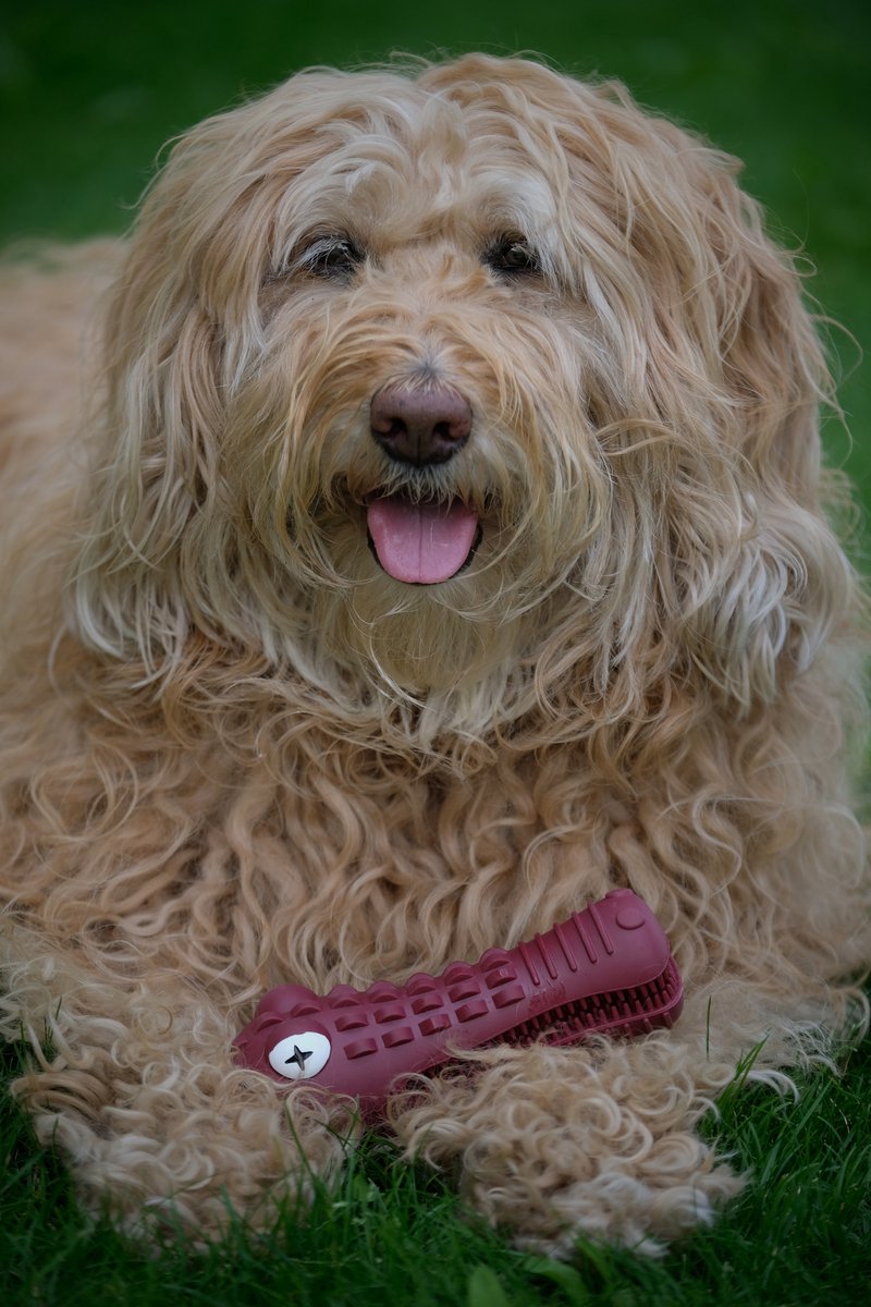 Dutchwide Tandenborstel Hond Melk Geur Smaak en Piep Honden Speelgoed Dog Toy - Krokodil Groen