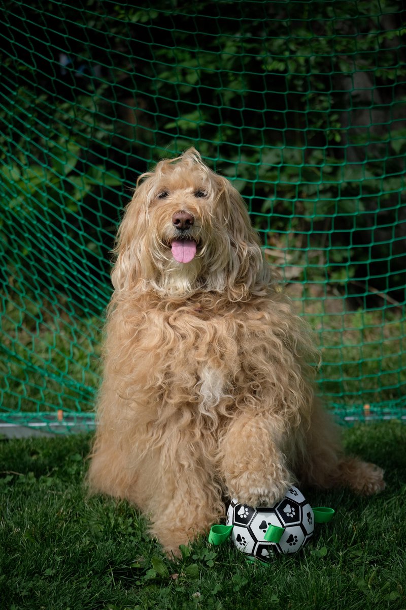 Honden Speelgoed Bal Voetbal Extra Sterk Met Handvaten Ball Hondenbal - 18 cm - Dutchwide