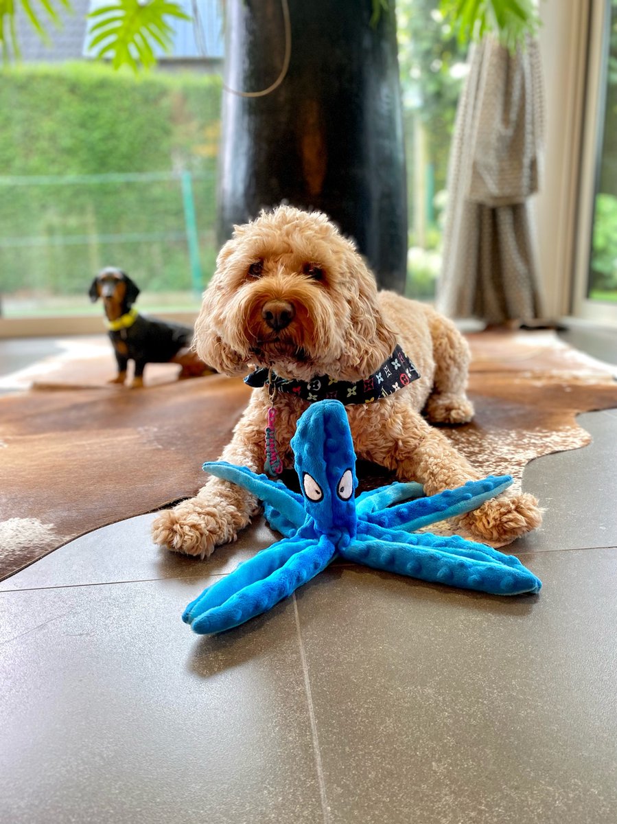 Honden Speelgoed Piep Kraak Pluche Hondenknuffel Octopus - Blauw - Dutchwide