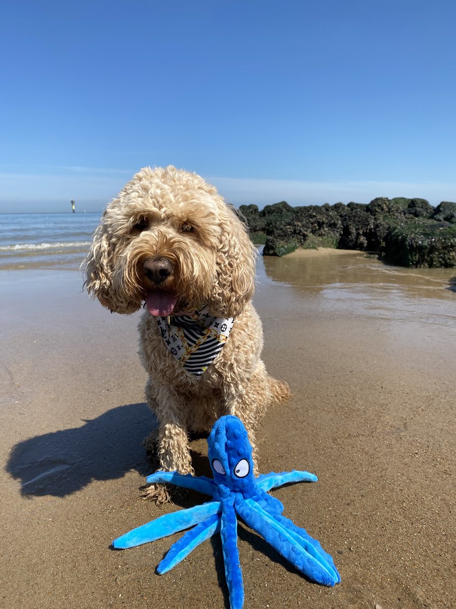 Honden Speelgoed Piep Kraak Pluche Hondenknuffel Octopus - Blauw - Dutchwide