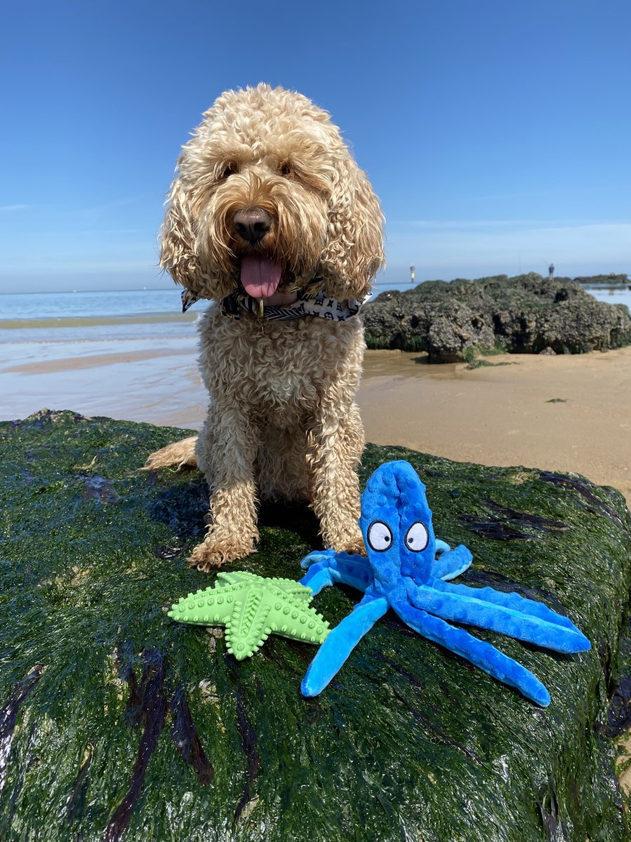 Honden Speelgoed Piep Kraak Pluche Hondenknuffel Octopus - Blauw - Dutchwide