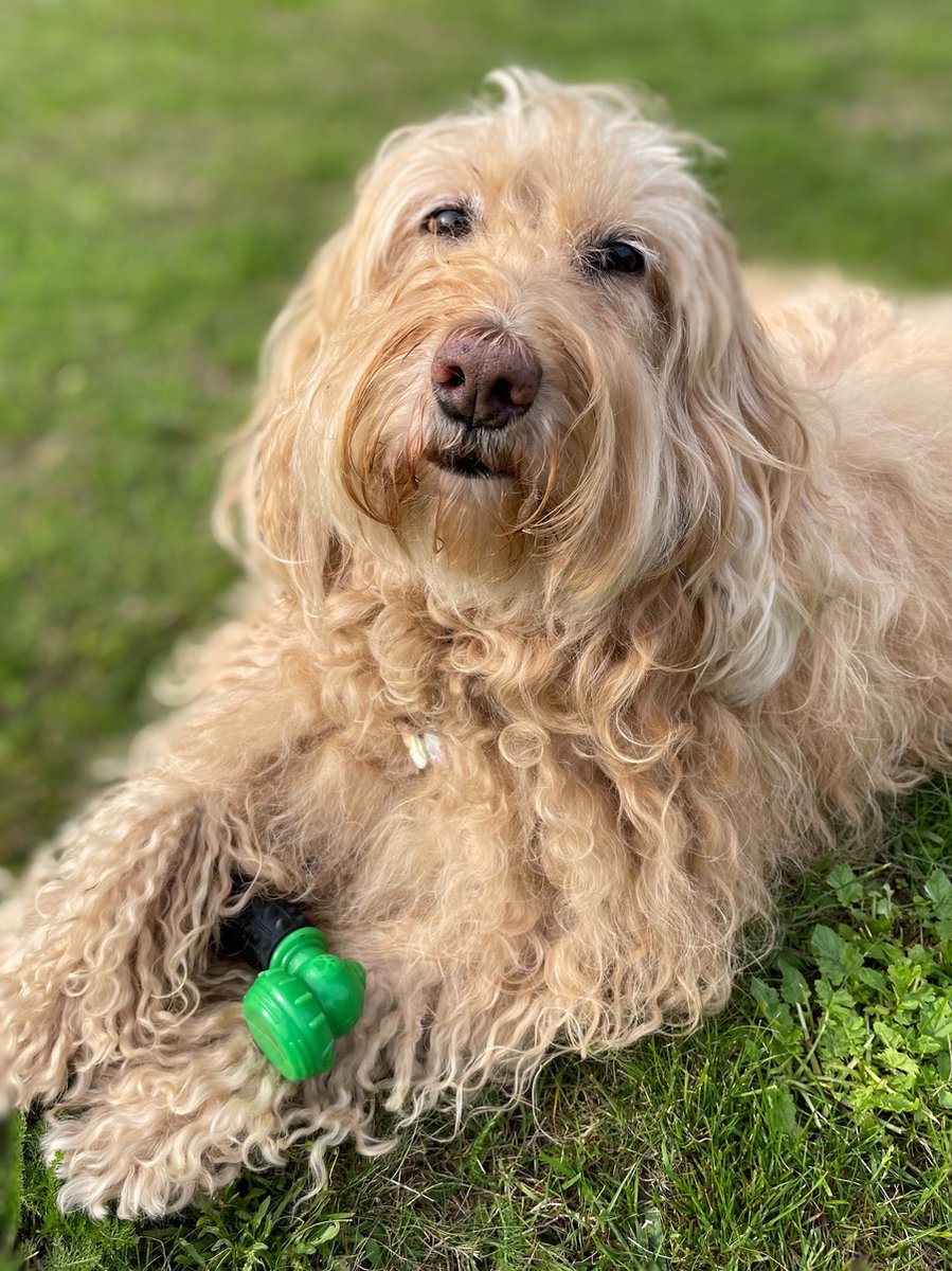 Dutchwide Kauwbot Telefoon - Honden - Tandenborstel - Gebitsverzorging - Hond - Honden Speelgoed - Bot - Tandsteen verwijderaar - Tandpasta - Mondwater hond