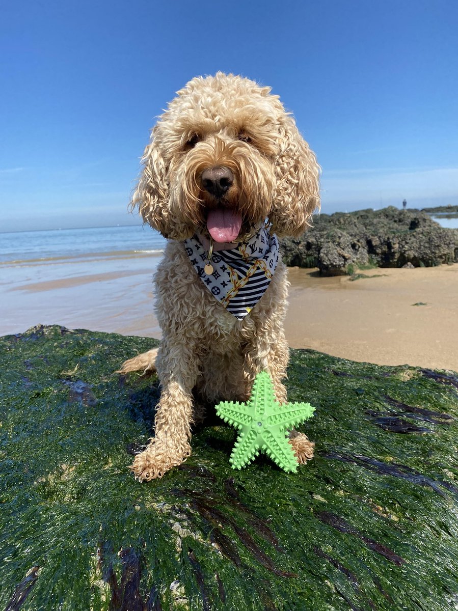 Tandenborstel Hond Piep Honden Speelgoed Dog Toy Tandverzorging - Zeester Geel - Dutchwide