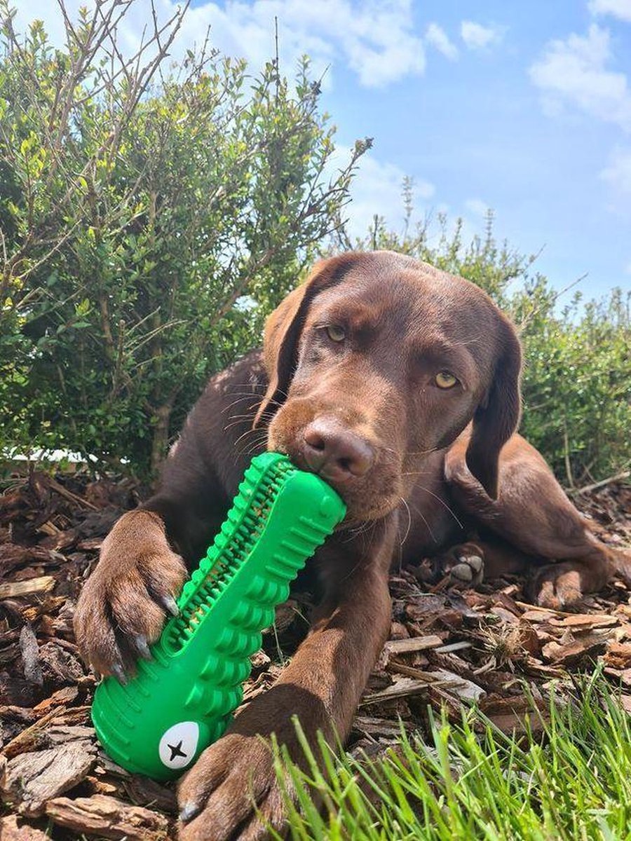 Dutchwide Kroki Tandverzorging - Incl. Tandpasta - Honden - Tandenborstel - Gebitsverzorging - Hond - Speelgoed - Tandsteen verwijderaar - Tandpasta - Mondwater hond